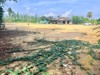Picture of Land for sale in Huai Yai